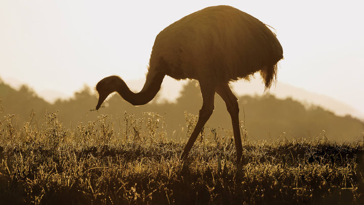 The Emu Oil Range